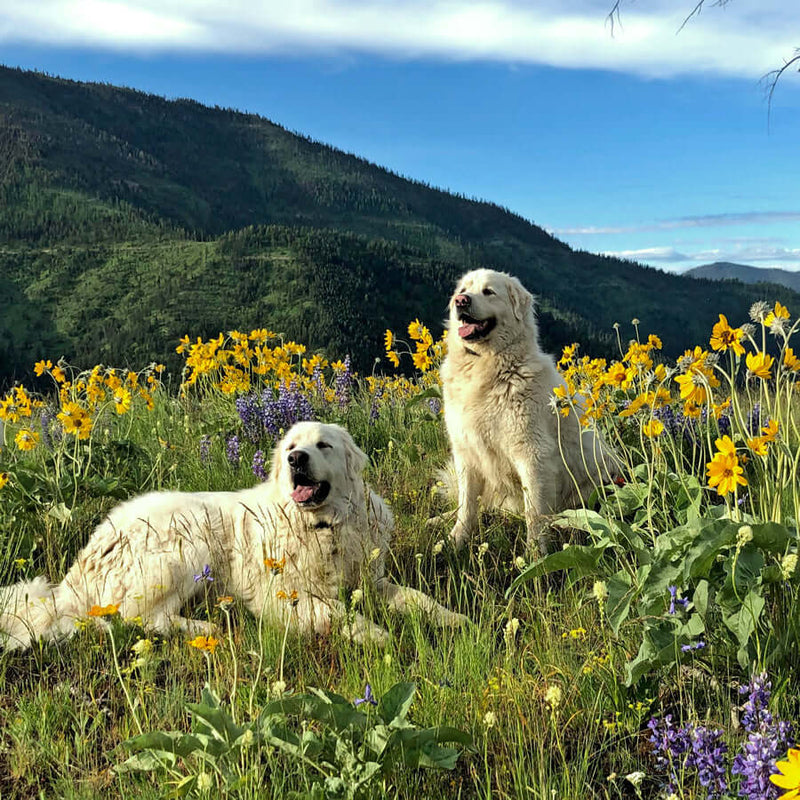 pyrenees dog in a field of wildflowers with mountains in background
