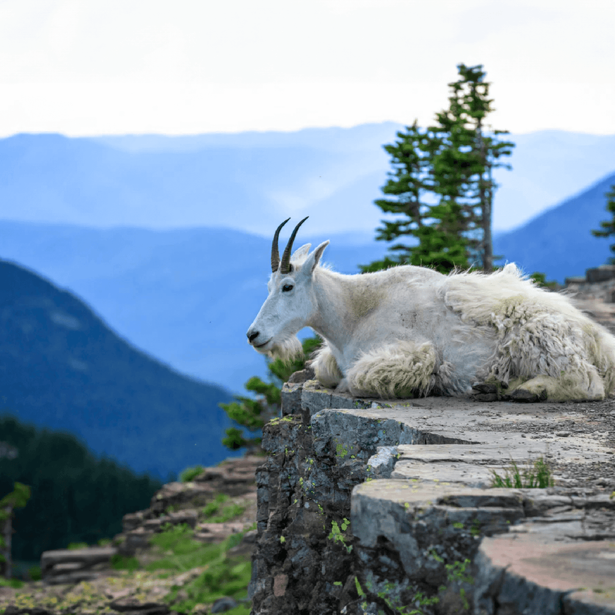 Mountain goat resting on a rocky ledge with mountains in the background, showcasing nature's beauty.