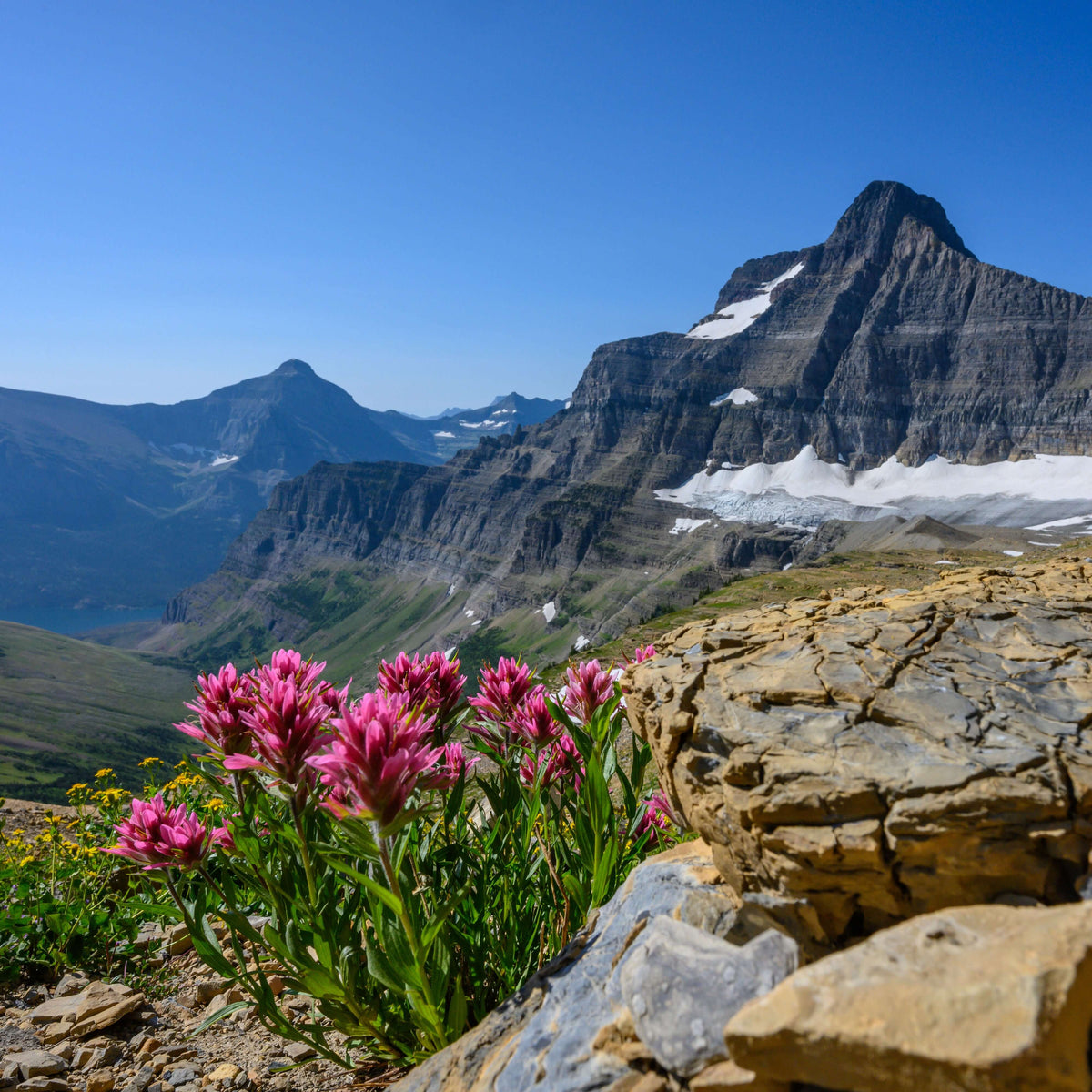 Vibrant Indian Paintbrush wildflowers bloom in front of a majestic mountain landscape in Montana.