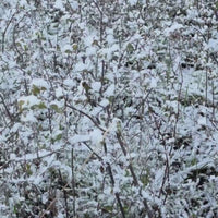 Snow-covered branches and shrubs creating a winter wonderland scene.