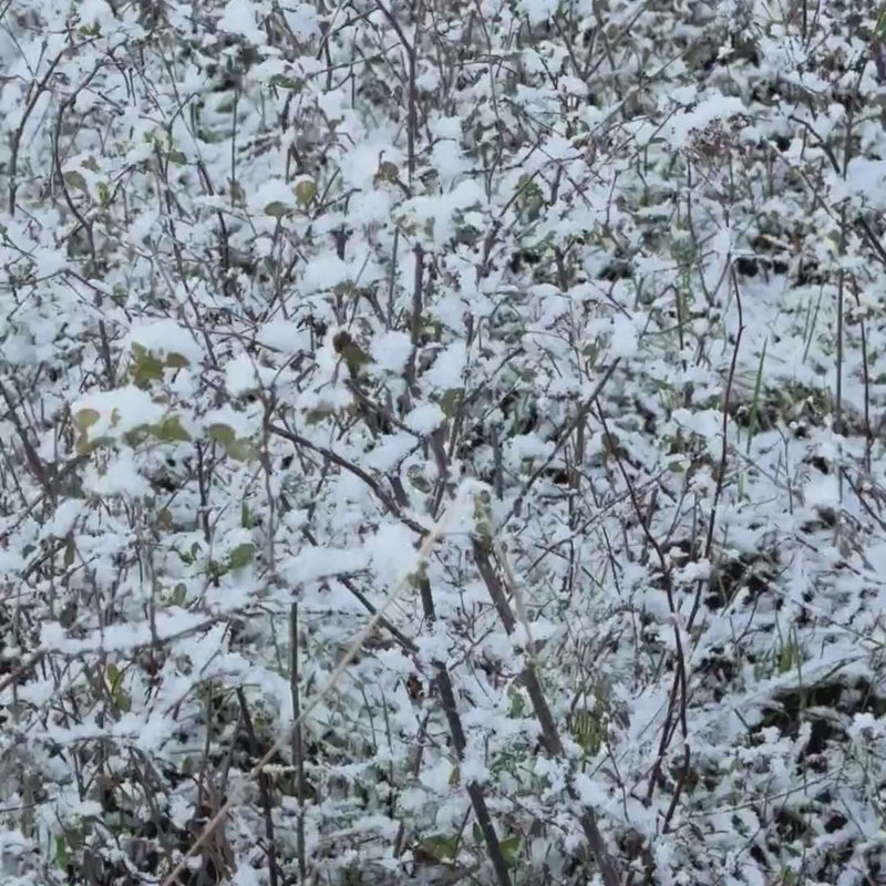 Snow-covered branches and shrubs creating a winter wonderland scene.